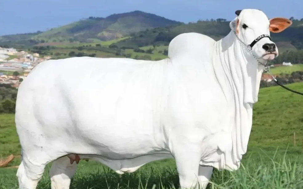 Entenda por que vaca goiana é considerada a mais cara do mundo ao ser avaliada por R$ 21 milhões
